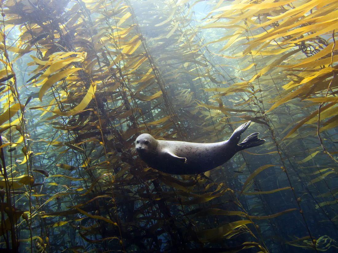 Kelp forest