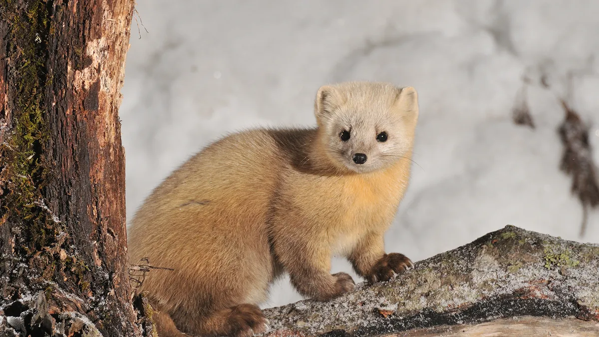 Sable in conifer forest