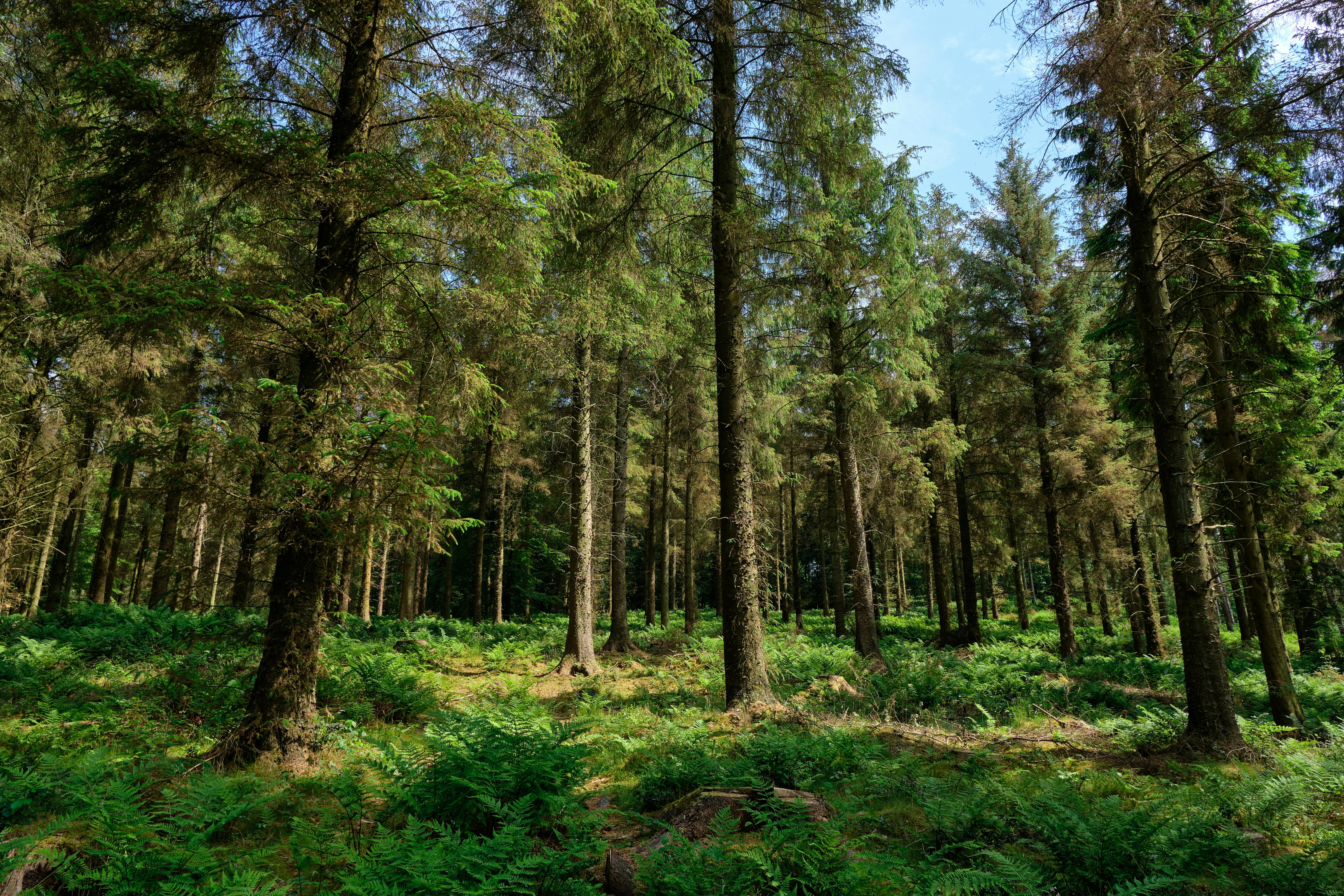 Conifer forest habitat