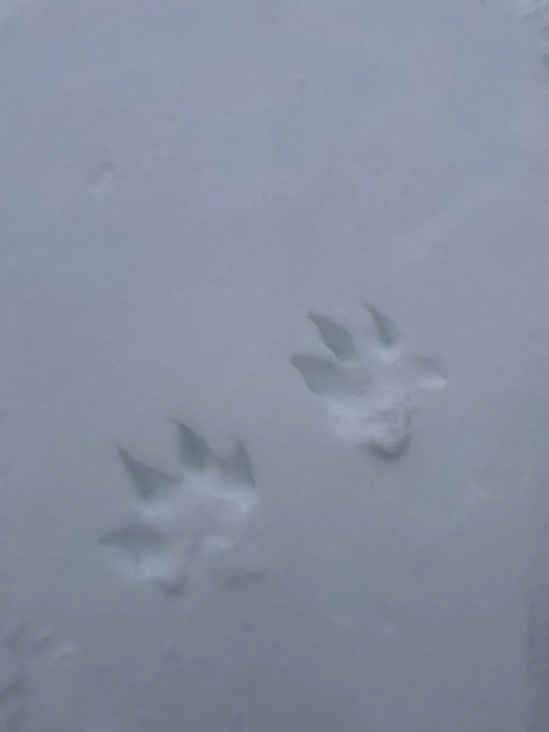 Sable tracks in snow