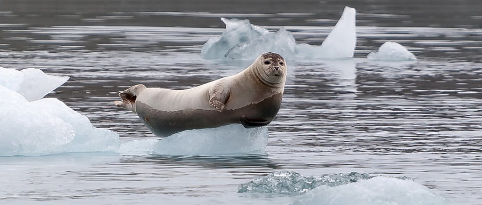 Seal on sea ice
