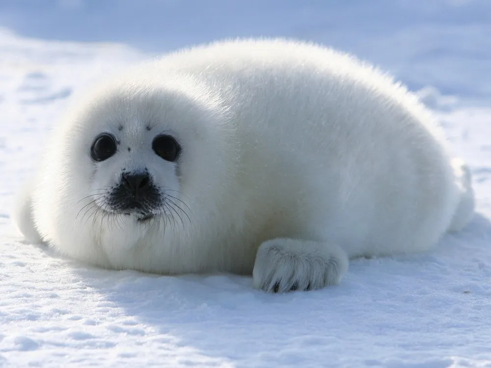 Seal resting on coastal rocks