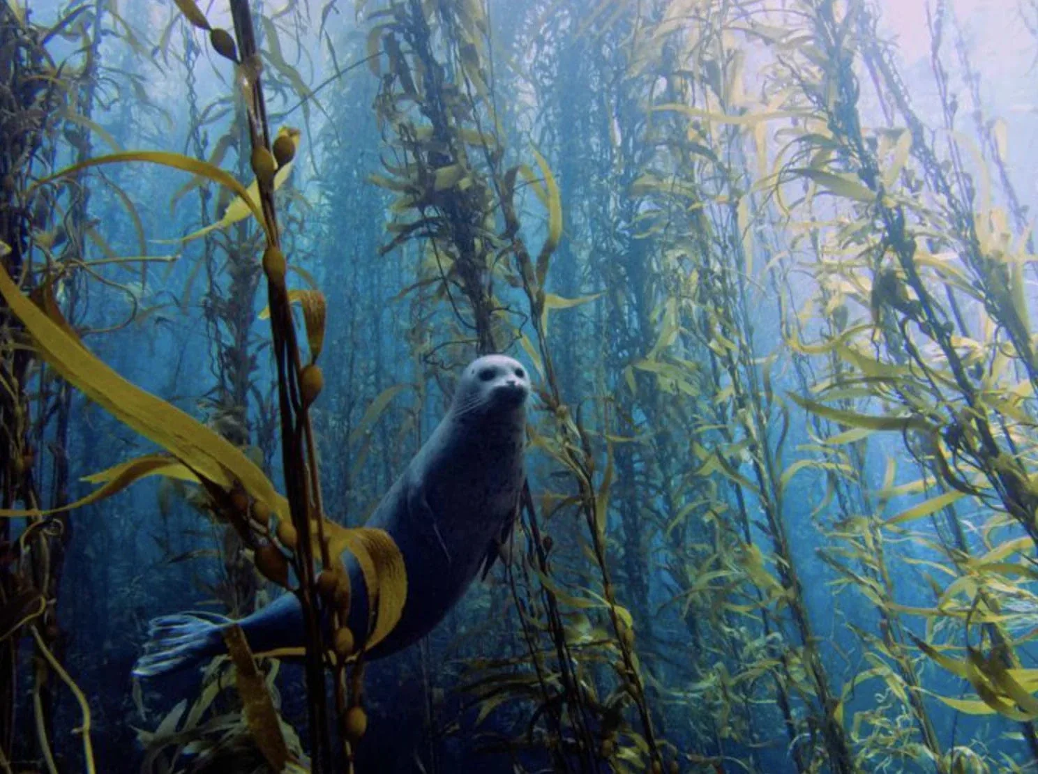 Seal underwater